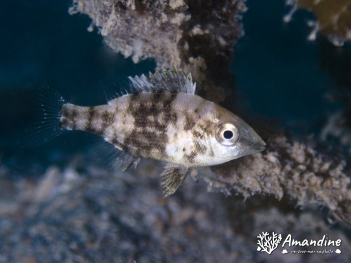 Poissons osseux