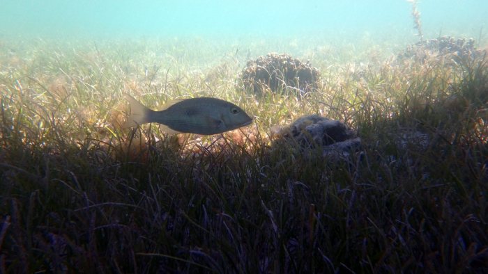 Lethrinus harak