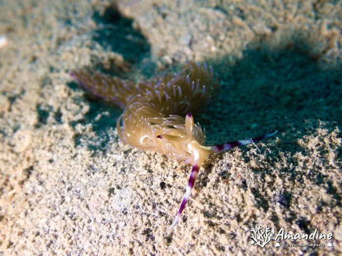 Pteraeolidia ianthina