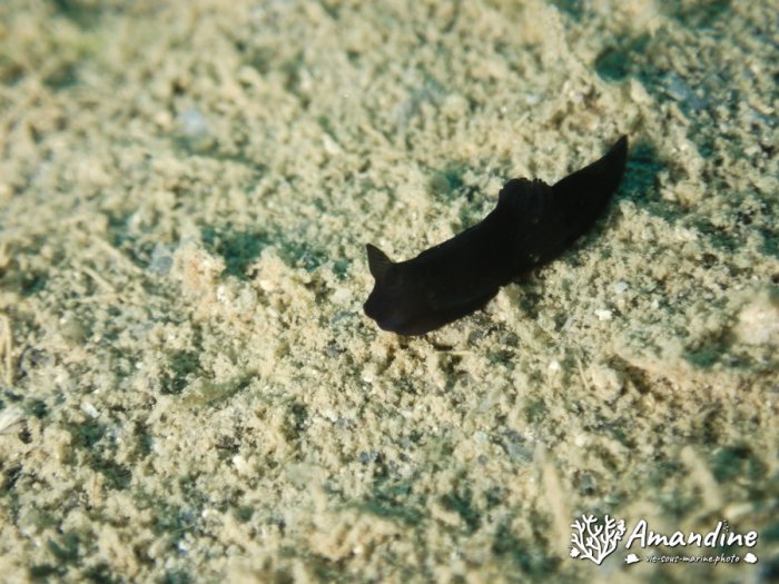 Gymnodoris nigricolor