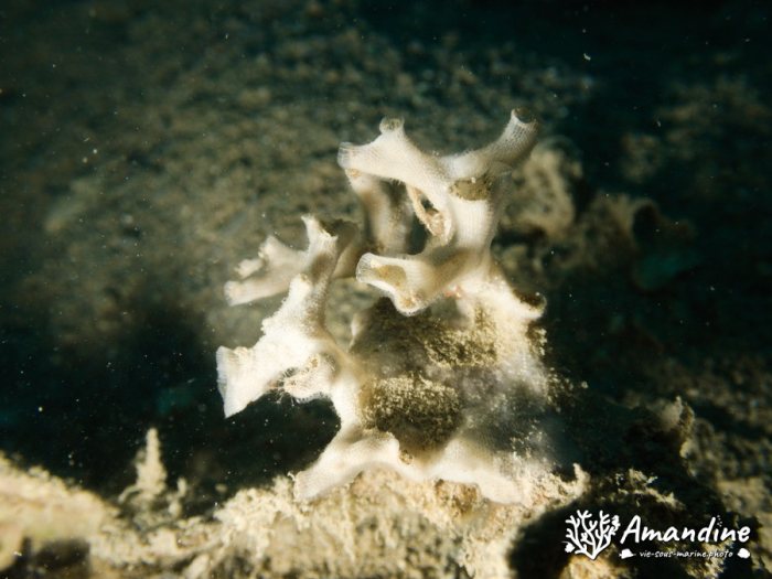 Bryozoaire
