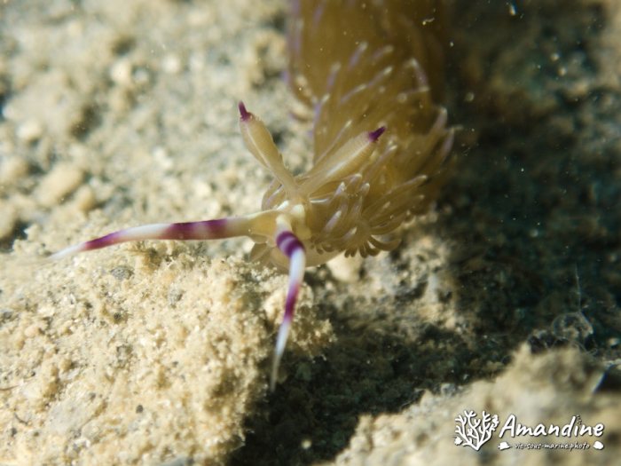 Pteraeolidia ianthina