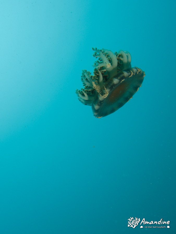 Cassiopea andromeda