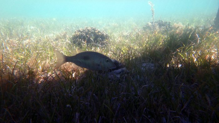 Lethrinus harak
