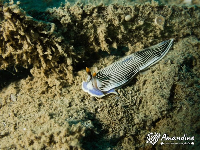 Armina sp.