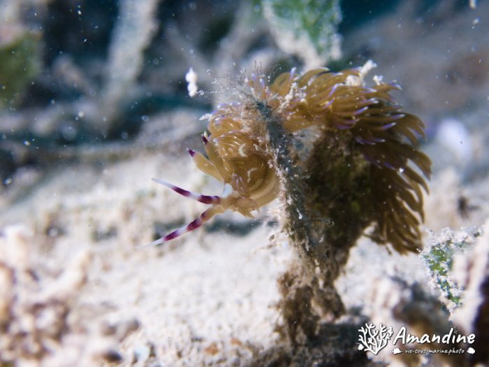Pteraeolidia ianthina