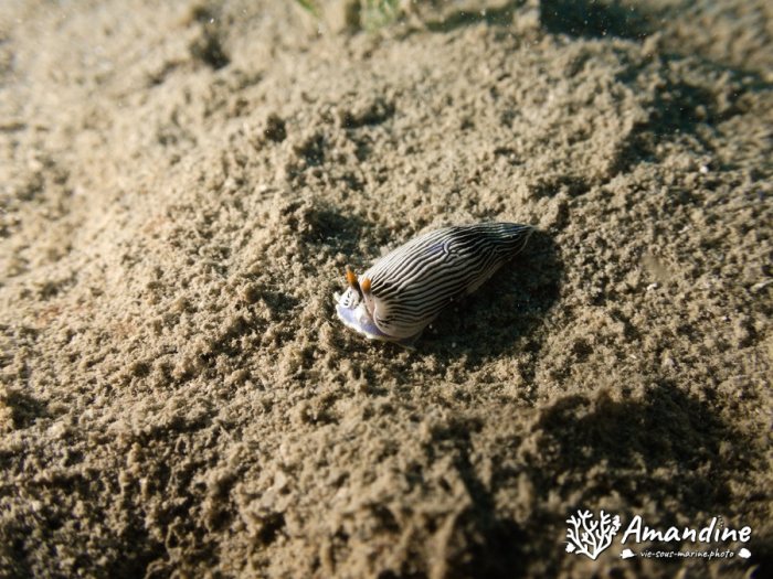 Armina sp.