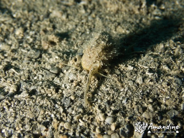 Gastéropode