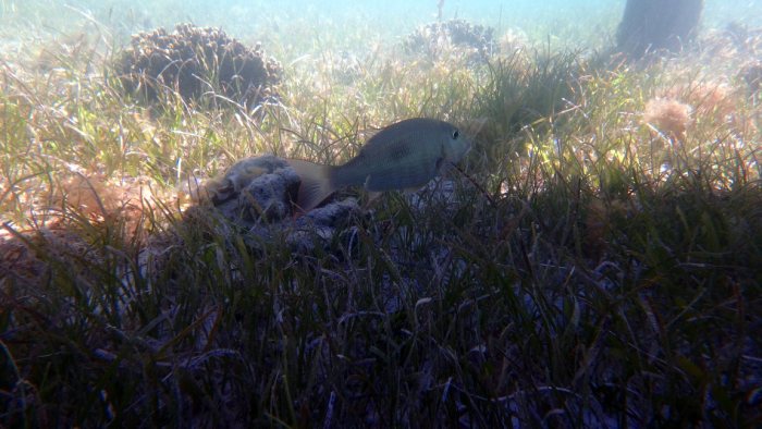 Lethrinus harak