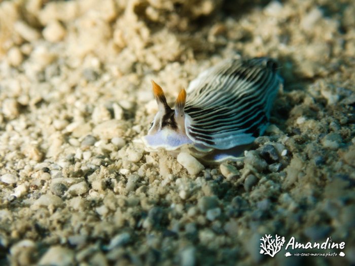 Armina sp.