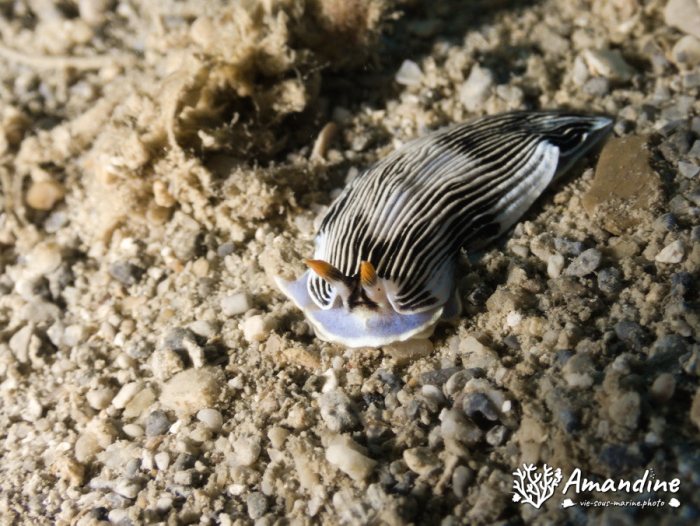 Armina sp.