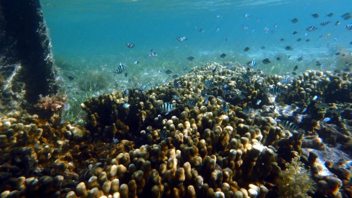Abudefduf sexfasciatus