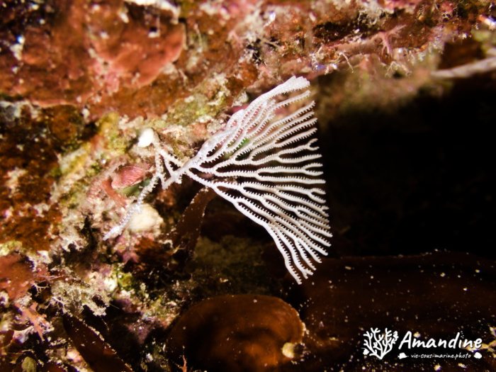 Idmidronea sp.