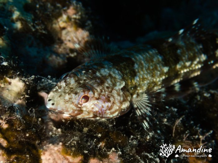 Saurida gracilis