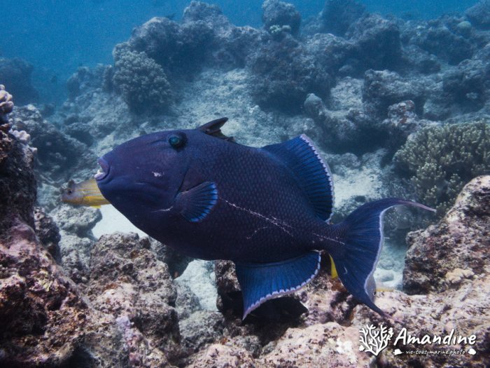 Odonus niger