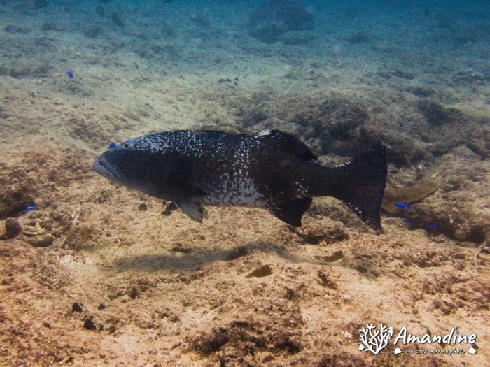 Poissons osseux