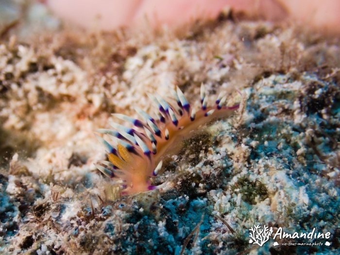 Flabellina exoptata