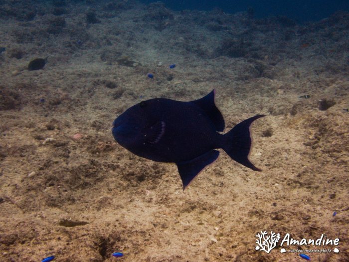 Odonus niger