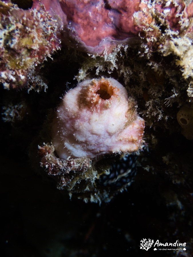Ascidie