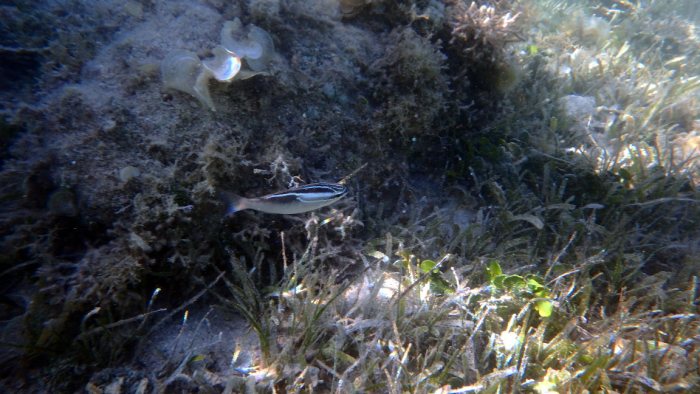 Scolopsis trilineata