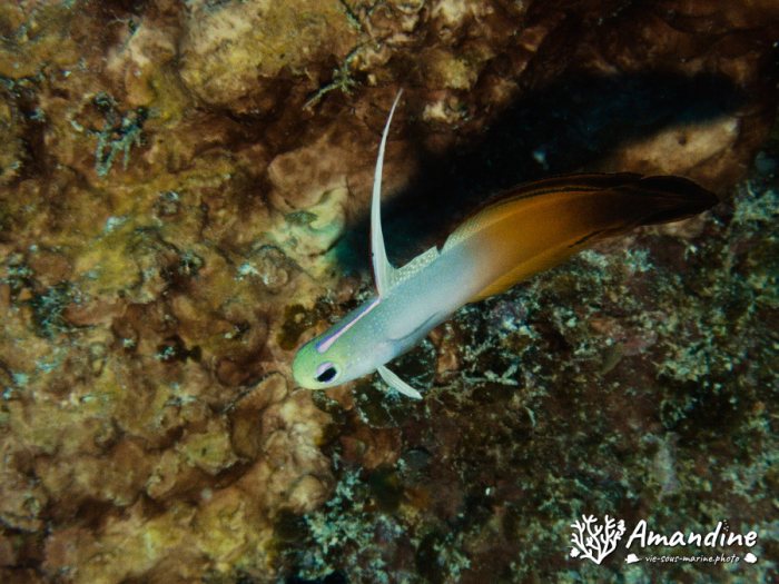 Nemateleotris magnifica