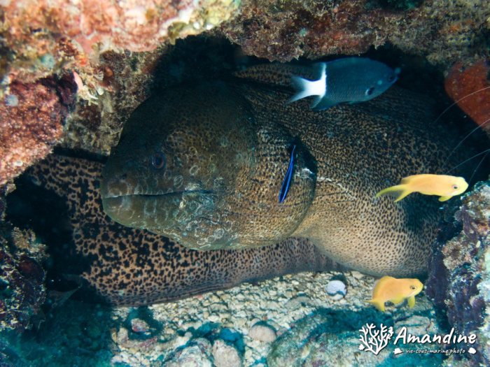 Gymnothorax javanicus