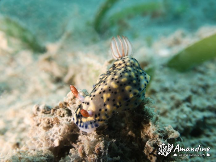 Hypselodoris infucata