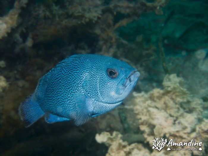 Poissons osseux