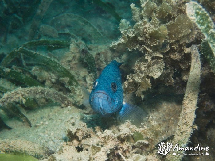 Poissons osseux