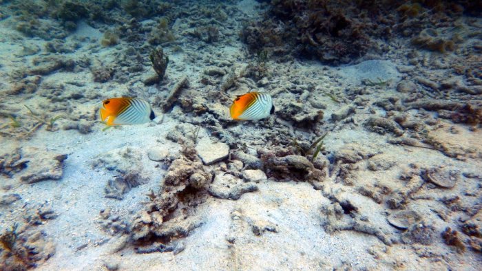 Chaetodon auriga