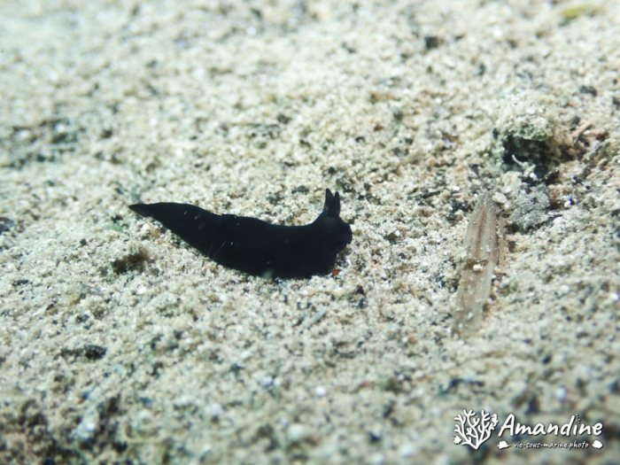Gymnodoris nigricolor