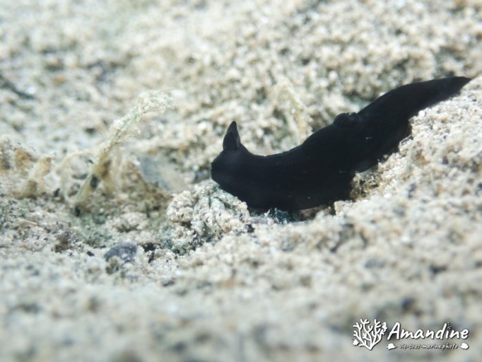 Gymnodoris nigricolor