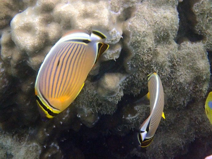Chaetodon lunulatus