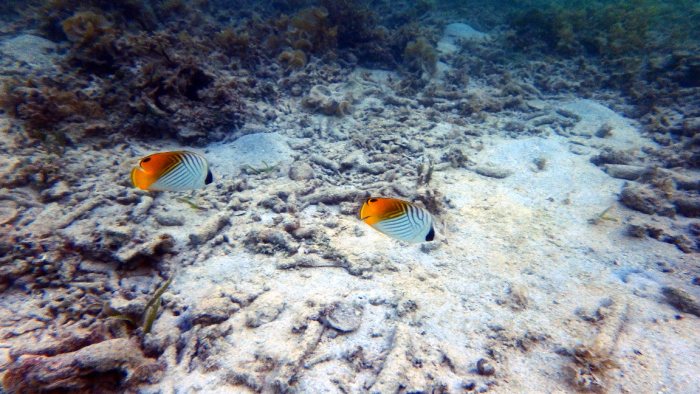 Chaetodon auriga