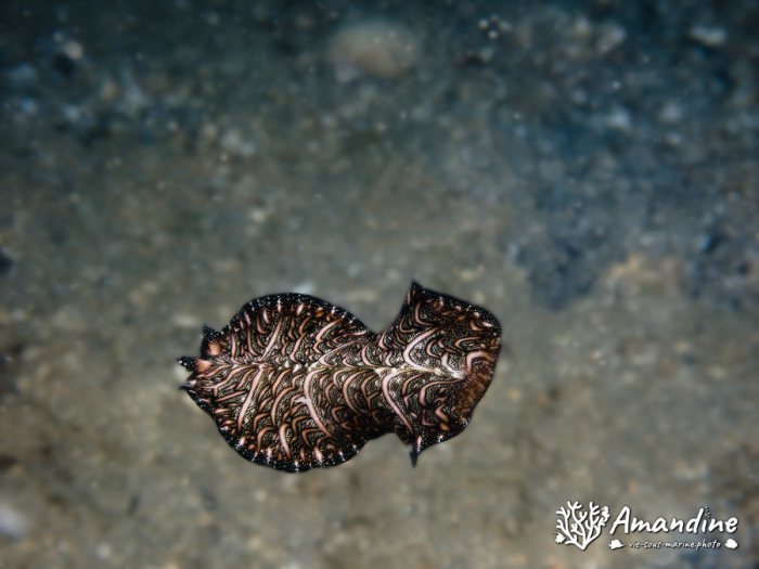 Pseudobiceros bedfordi