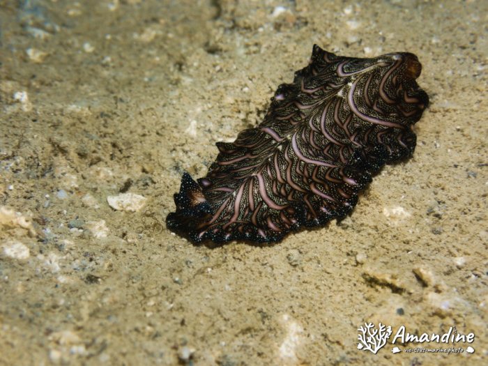 Pseudobiceros bedfordi