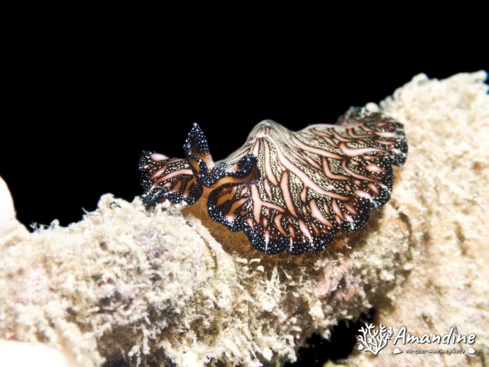 Pseudobiceros bedfordi