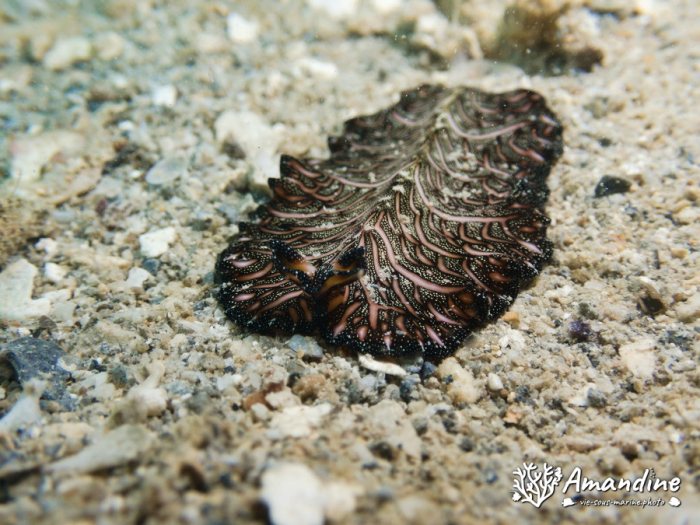 Pseudobiceros bedfordi