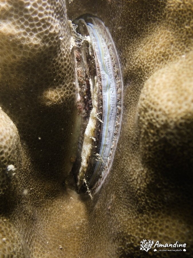 Pedum spondyloideum