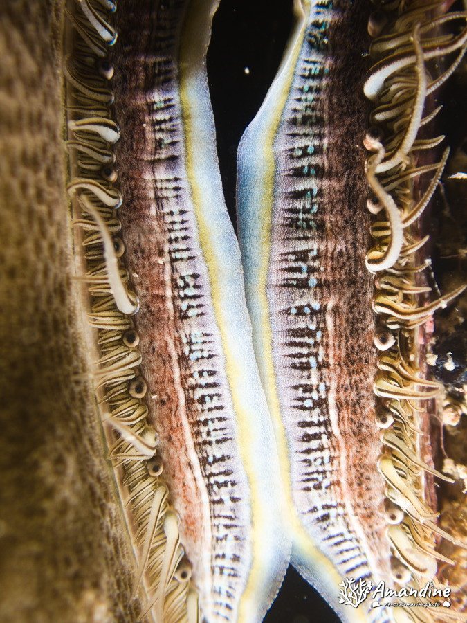 Pedum spondyloideum