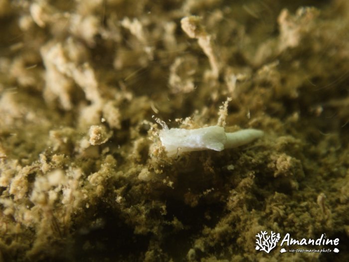 Goniodoridella sp.