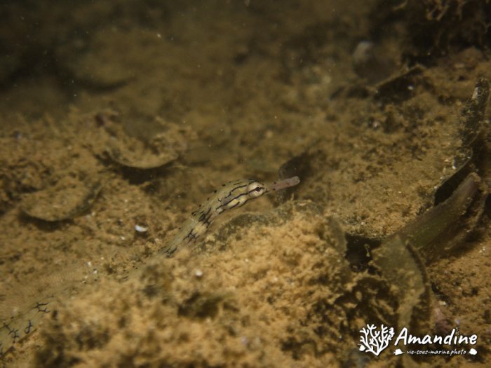 Corythoichthys haematopterus