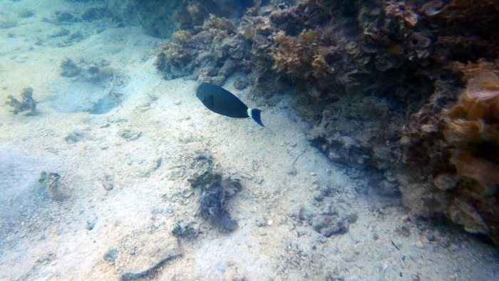 Acanthurus blochii