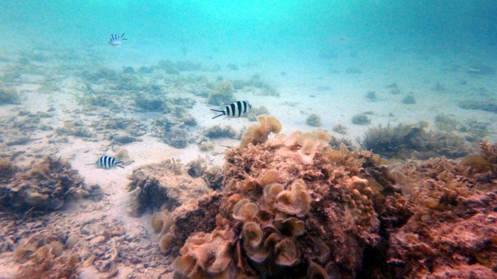 Abudefduf sexfasciatus