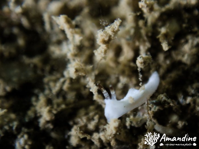 Goniodoridella sp.