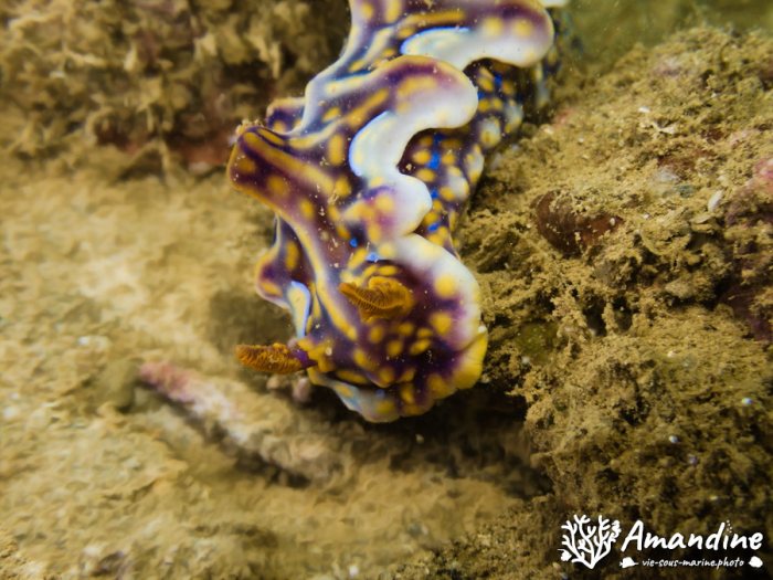 Ceratosoma magnificum