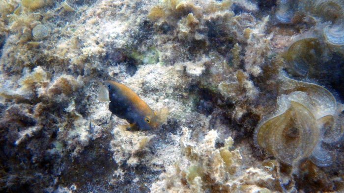 Pomacentrus chrysurus