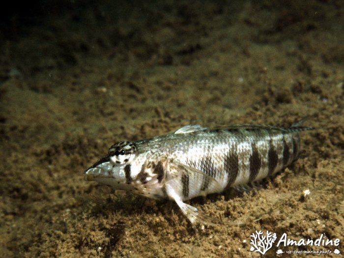 Poissons osseux