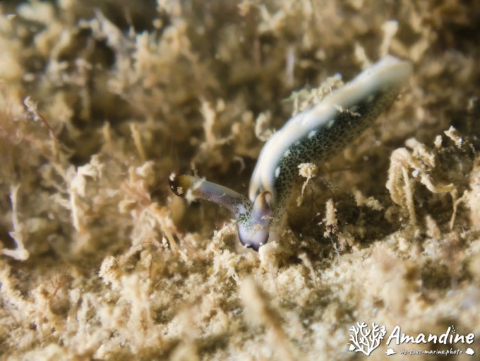 Thuridilla carlsoni