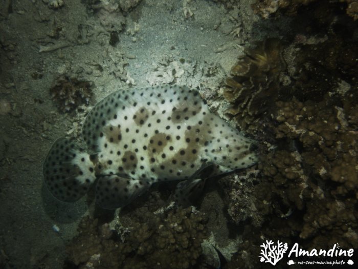 Cromileptes altivelis